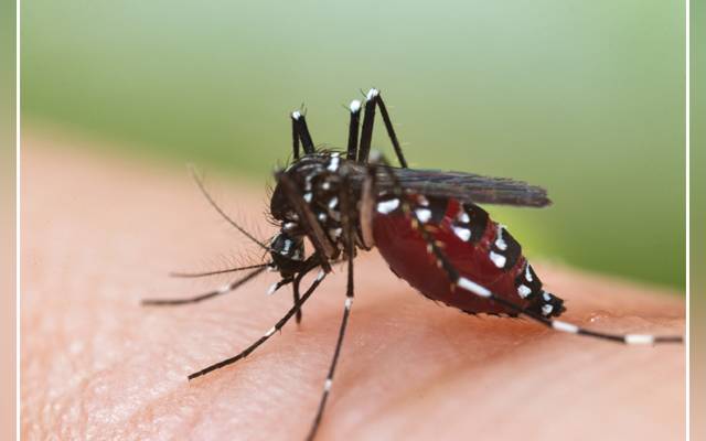 Dengue patients, Punjab, Lahore, Secretary Primary and Secondary Health